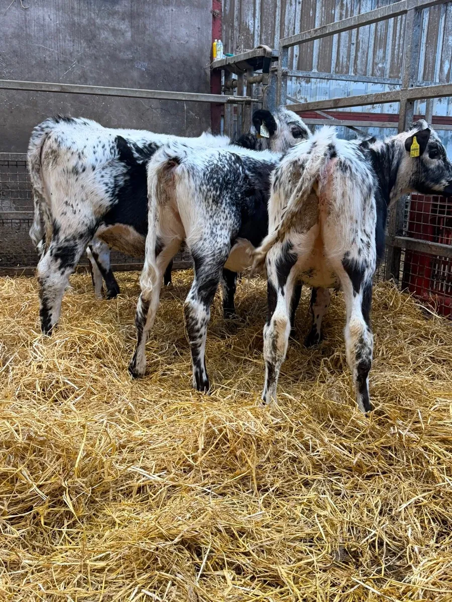 Speckle Park Heifers - Image 4