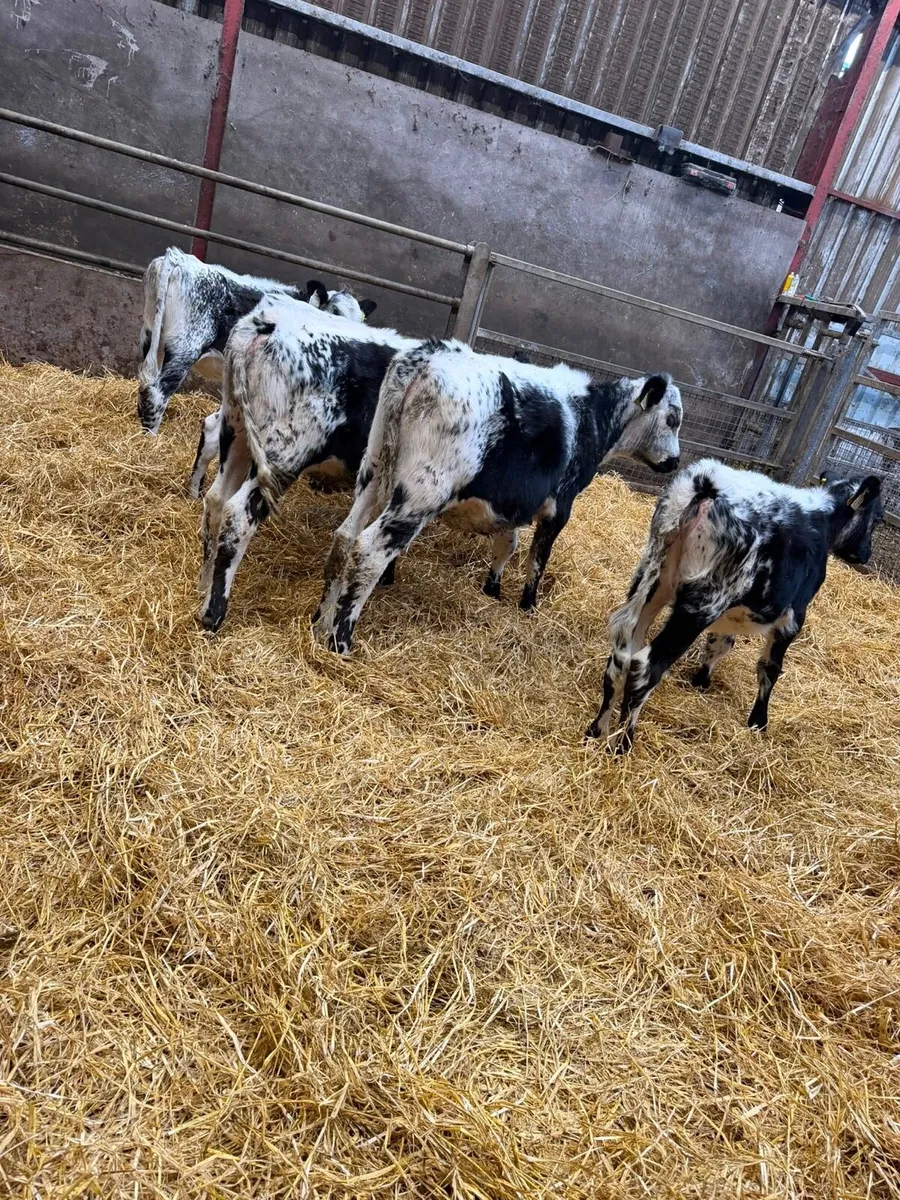 Speckle Park Heifers - Image 2