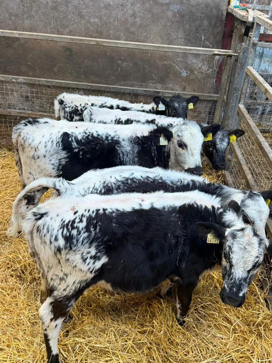 Speckle Park Heifers - Image 3
