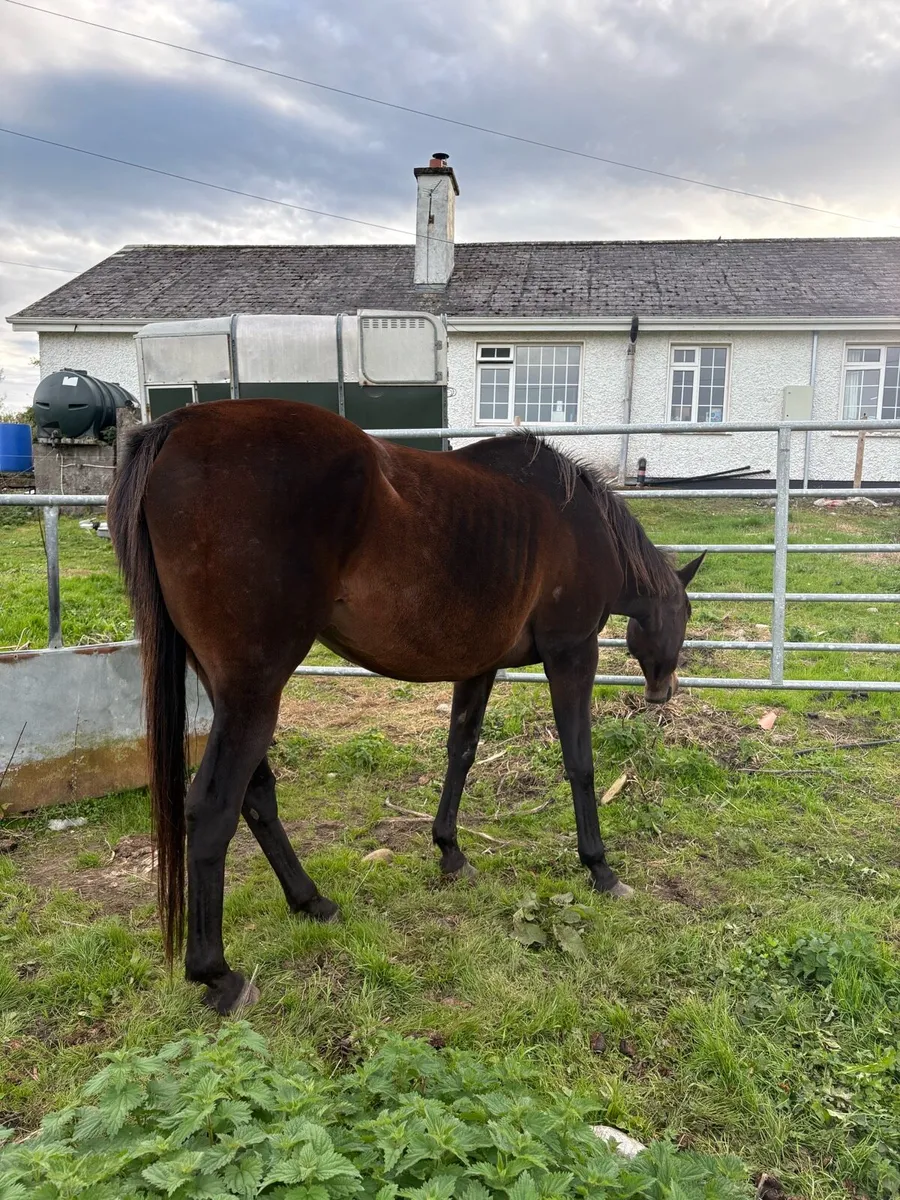Mare - Image 2