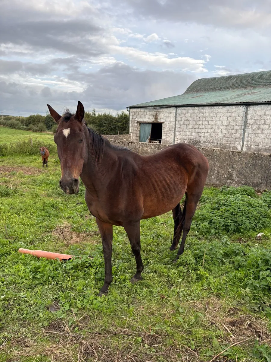 Mare - Image 4