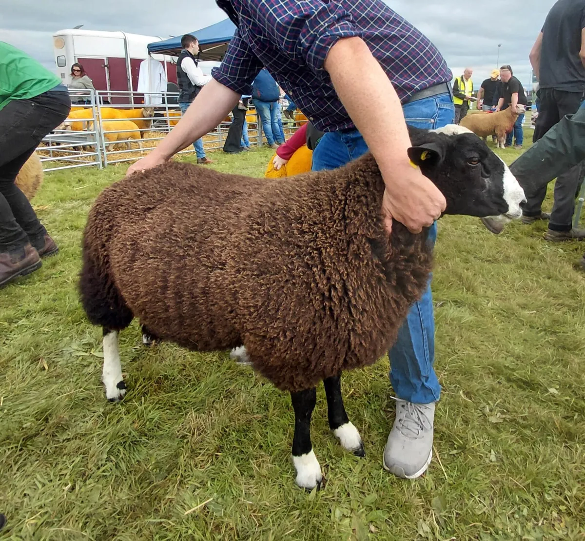 Purebred Pedigree Zwartable Ram Lamb - Image 1