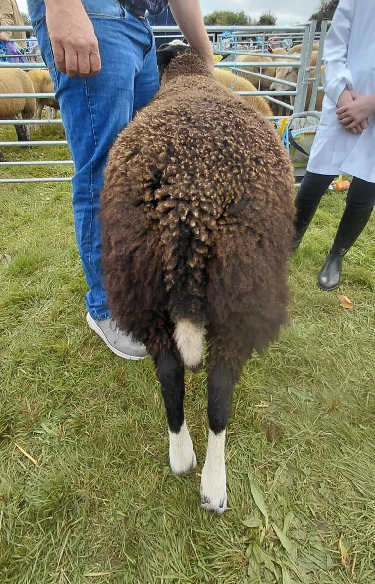 Purebred Pedigree Zwartable Ram Lamb - Image 4