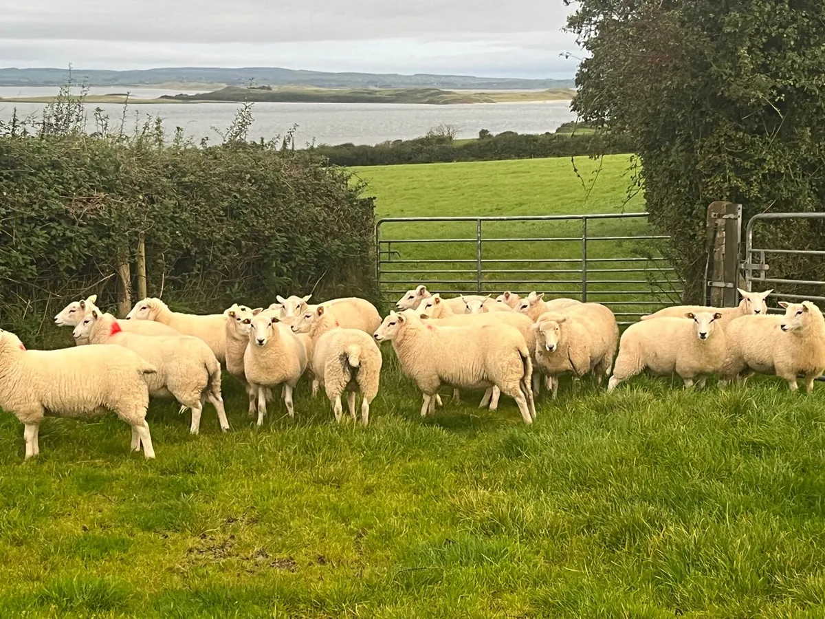 Lleyn ewe lambs organic - Image 4