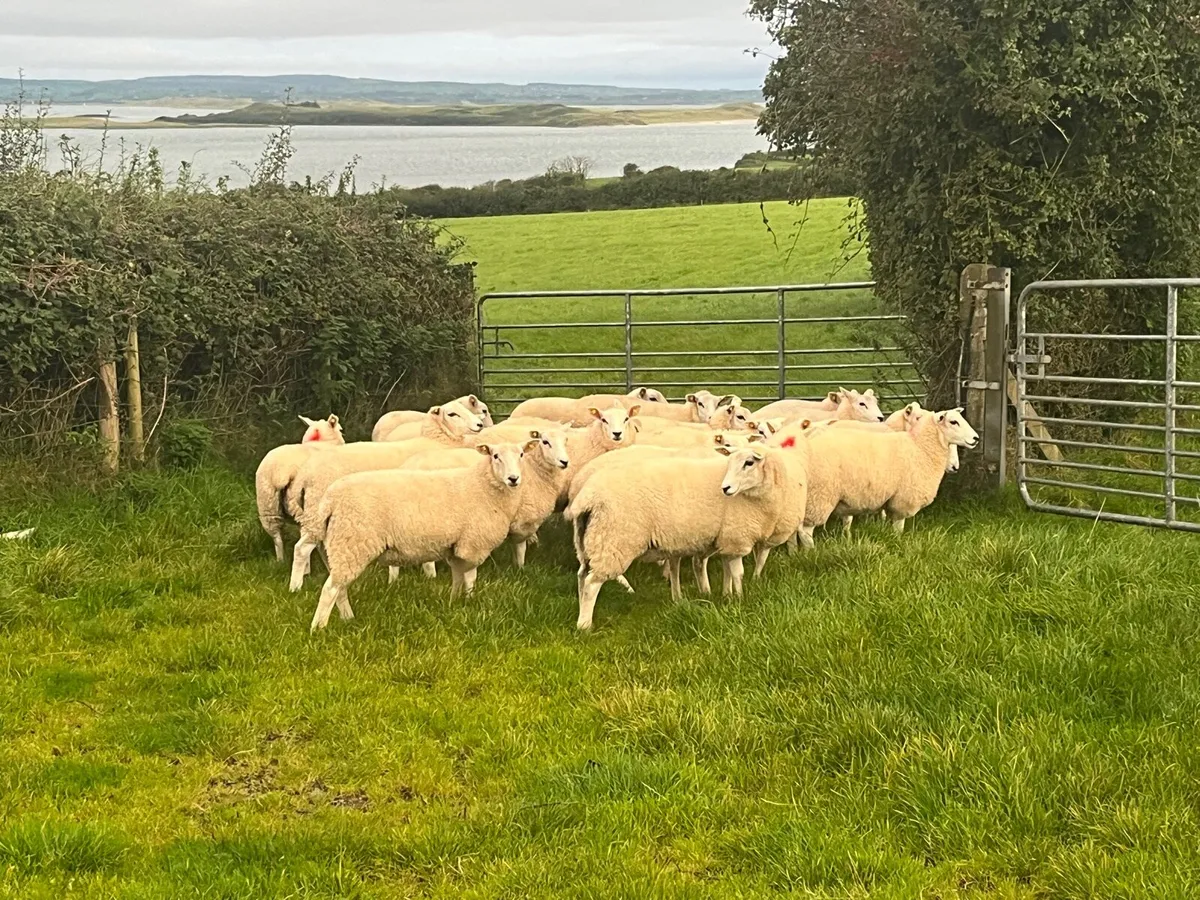 Lleyn ewe lambs organic - Image 2