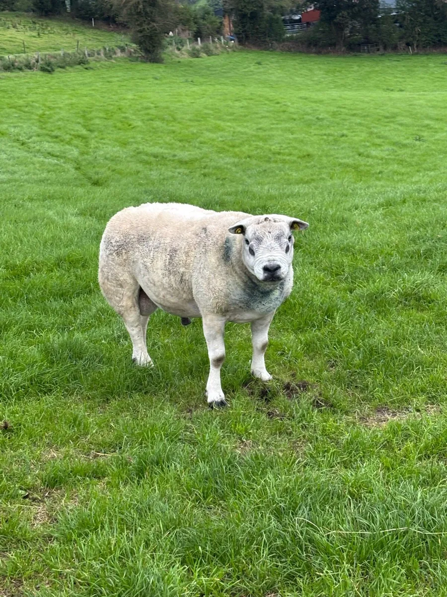 Texel Ram - Image 2