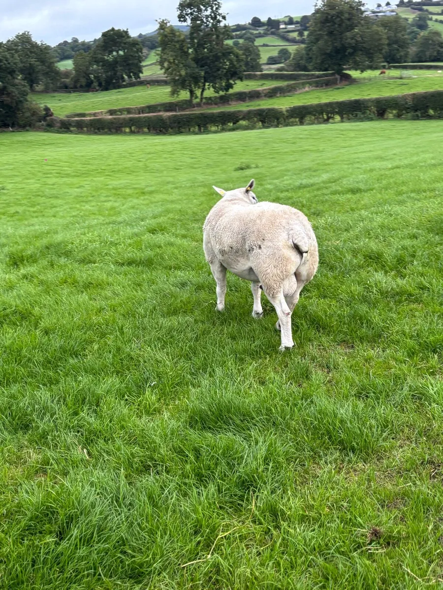 Texel Ram - Image 3