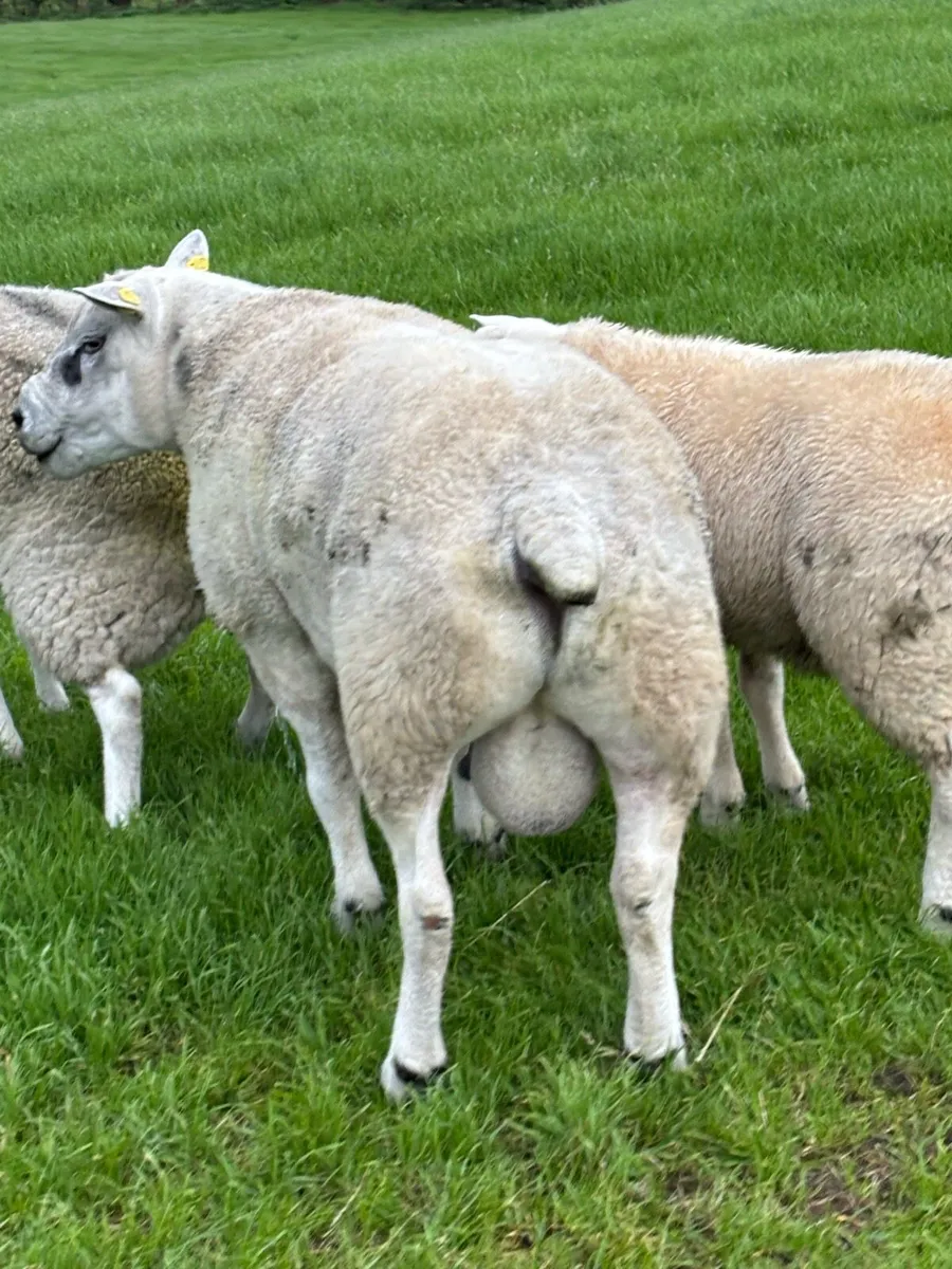 Texel Ram - Image 4