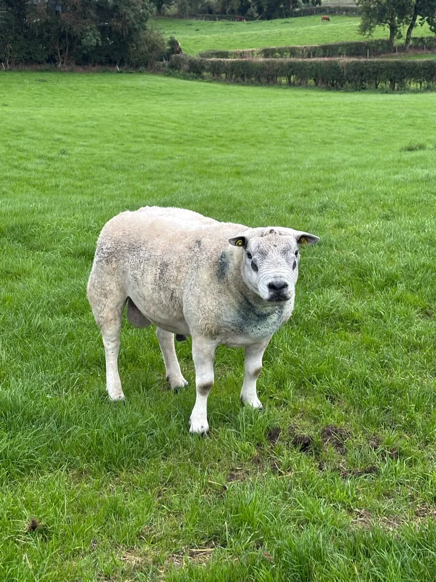 Texel Ram - Image 1