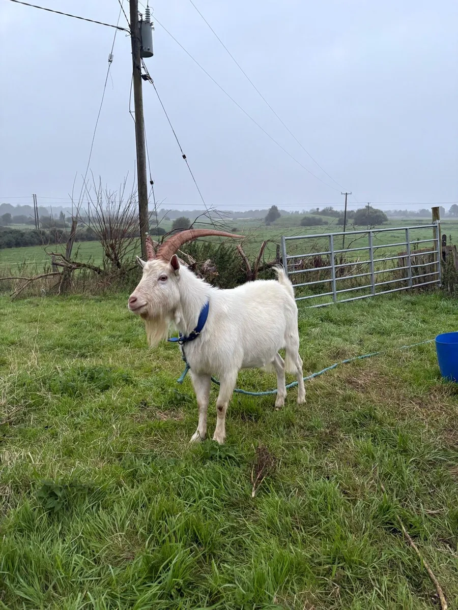 Goats - Image 1