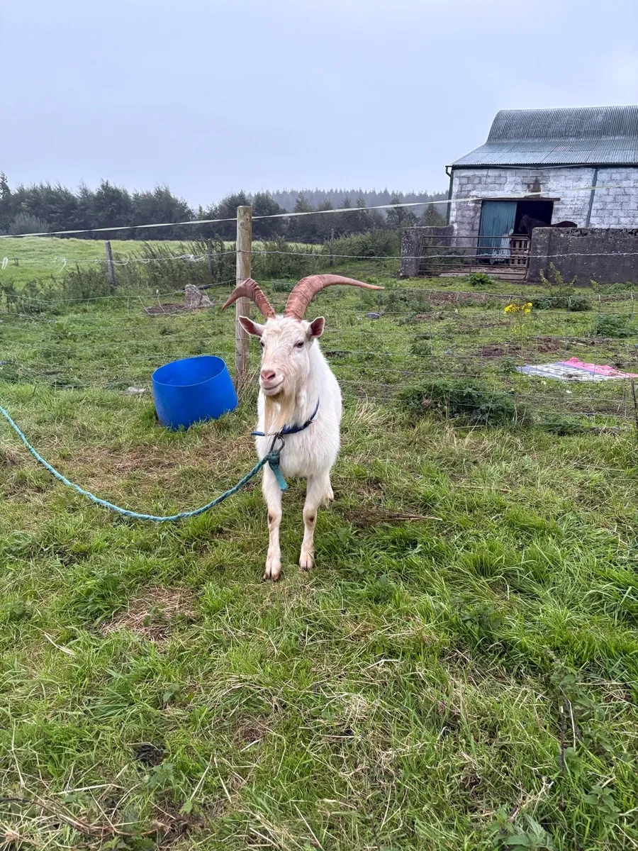 Goats - Image 2