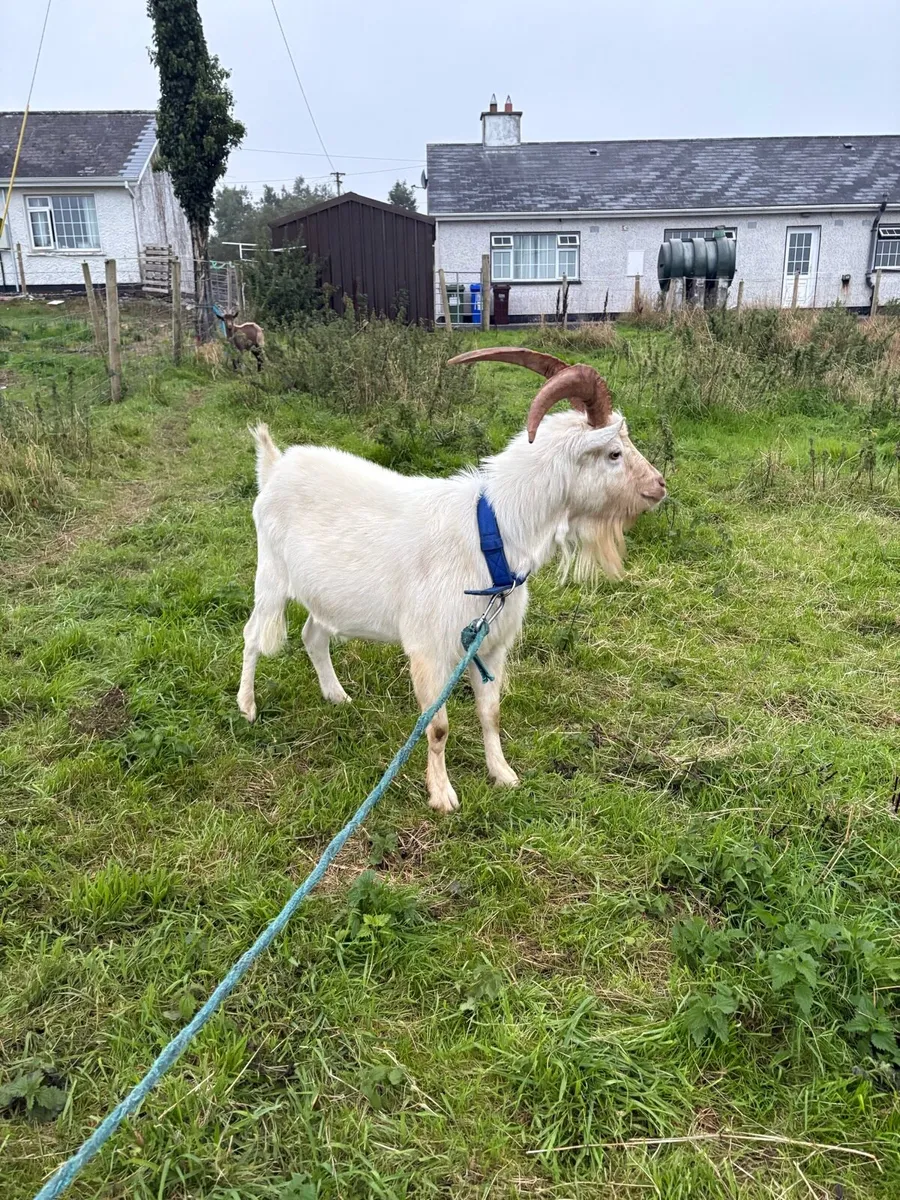 Goats - Image 3