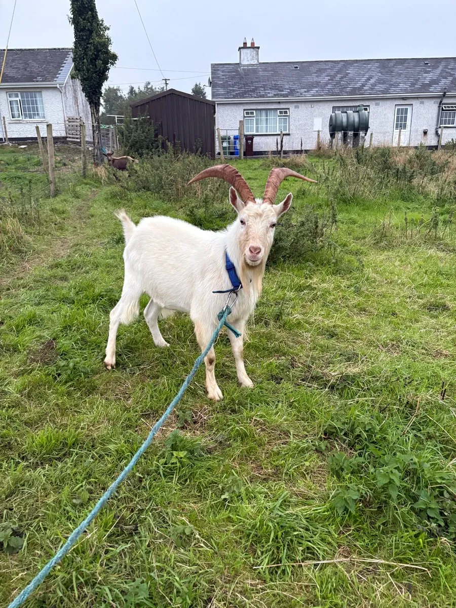 Goats - Image 4