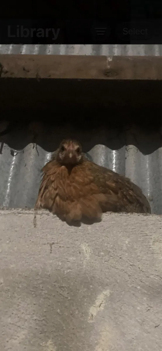 Bantam pairs - Image 1