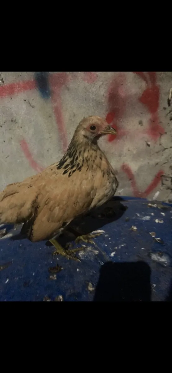 Bantam pairs - Image 2