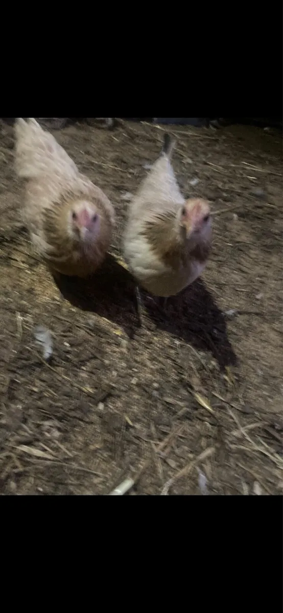 Bantam pairs - Image 3