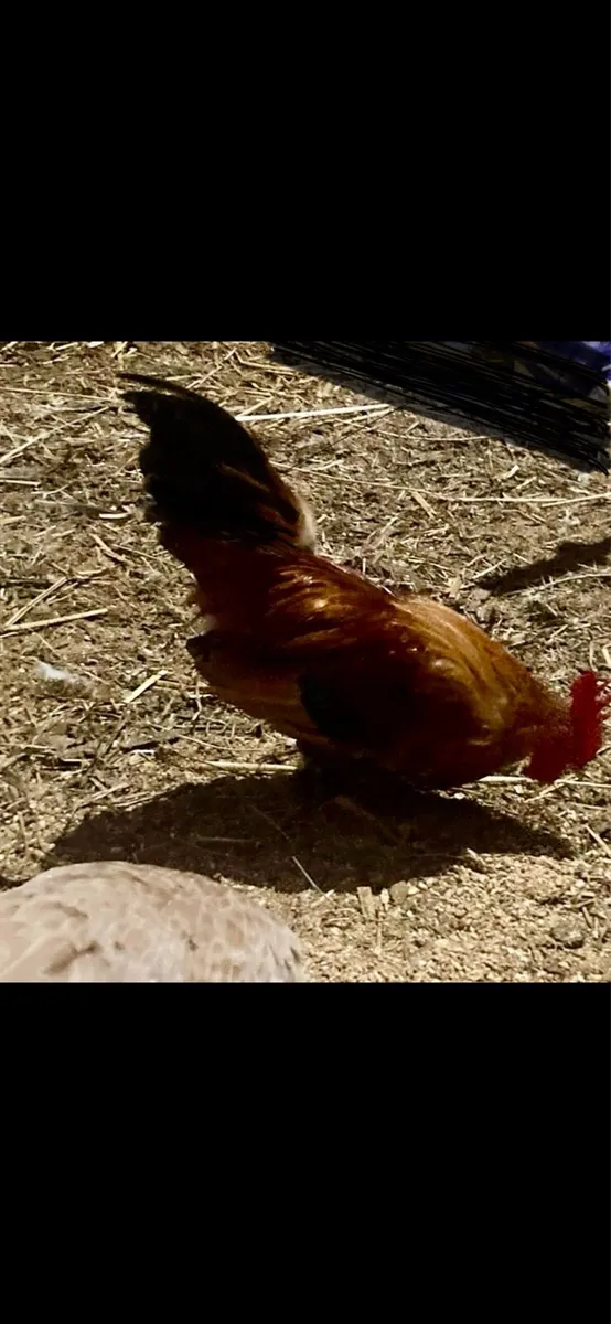 Bantam pairs - Image 4