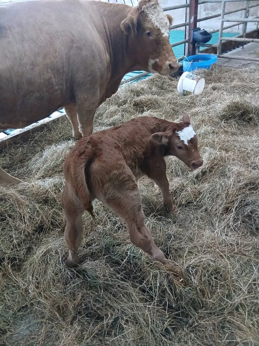 Limousin but  calf - Image 1