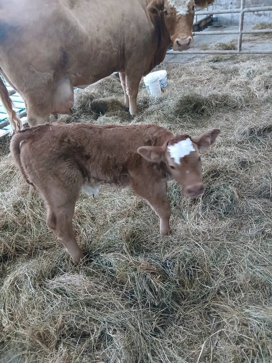 Limousin but  calf - Image 2