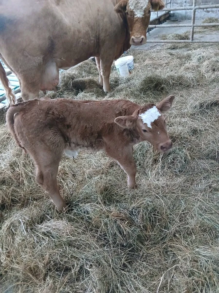 Limousin but  calf - Image 3