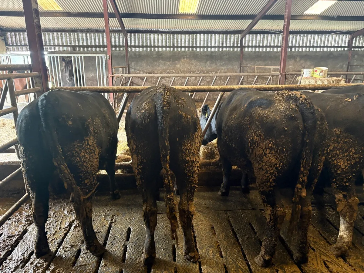9 Heifers  -  8 AAx  &  1 HEX - Image 2