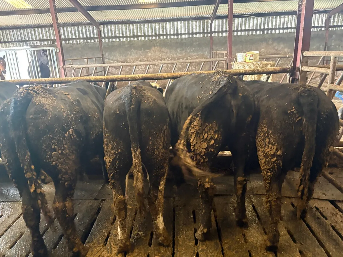 9 Heifers  -  8 AAx  &  1 HEX - Image 1