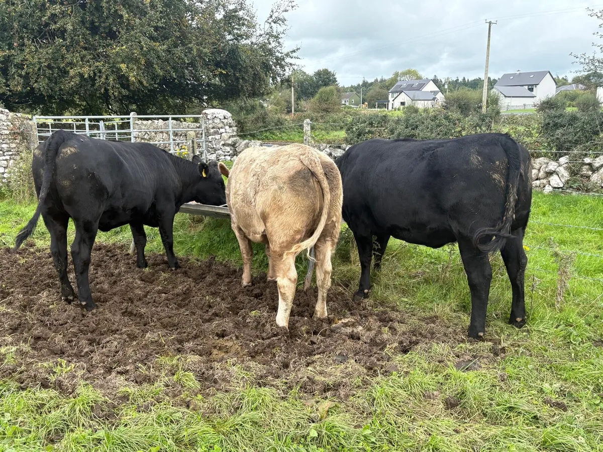 9 Heifers  -  8 AAx  &  1 HEX - Image 3