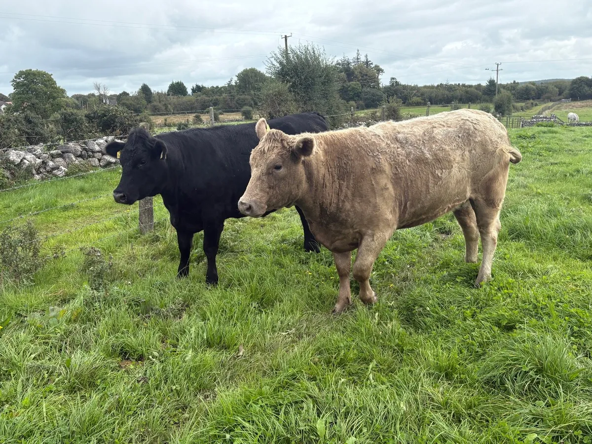 9 Heifers  -  8 AAx  &  1 HEX - Image 4