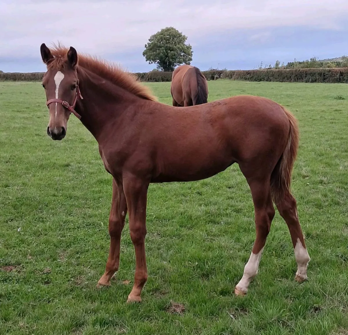Madgeslane Luidam filly foal ex Capri Van Overis Z - Image 3