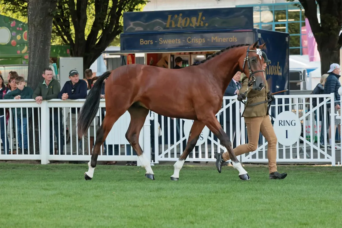 Madgeslane Luidam filly foal ex Capri Van Overis Z - Image 4