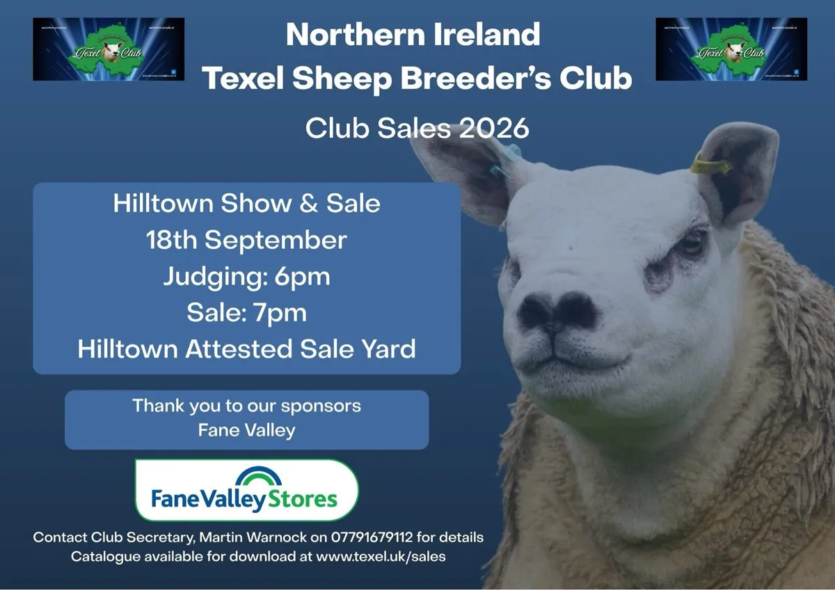 🔥🔥PEDIGREE TEXEL RAMS 🔥🔥