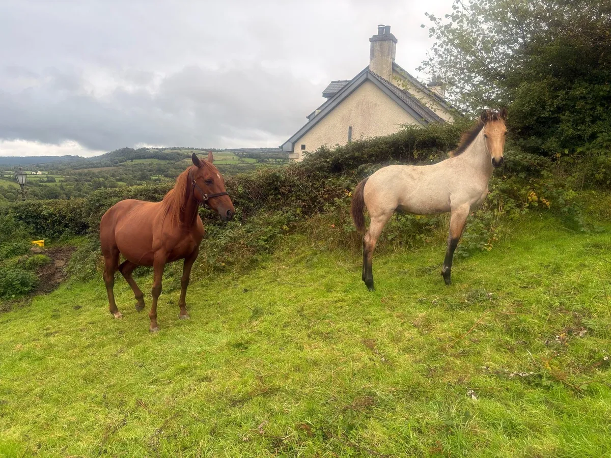 Horse - Image 1