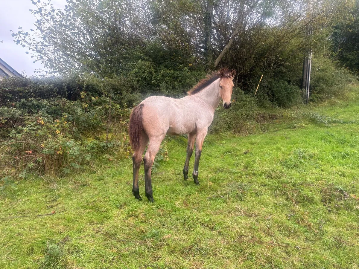 Horse - Image 2