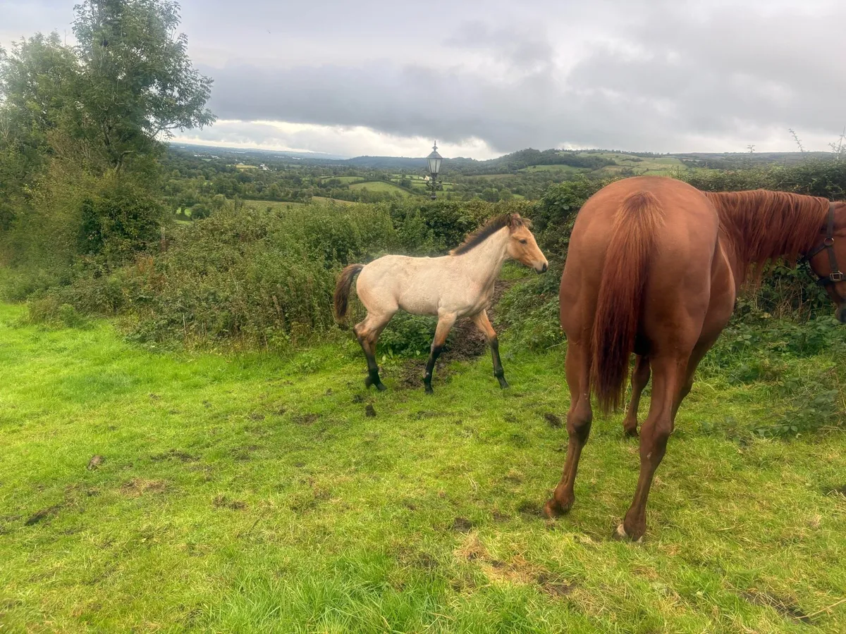 Horse - Image 4