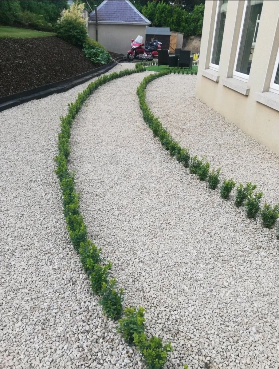 Box Hedging - Image 1