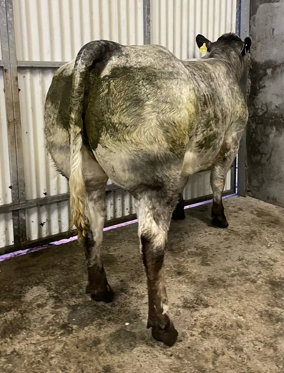 Balla mart breeder - Image 4