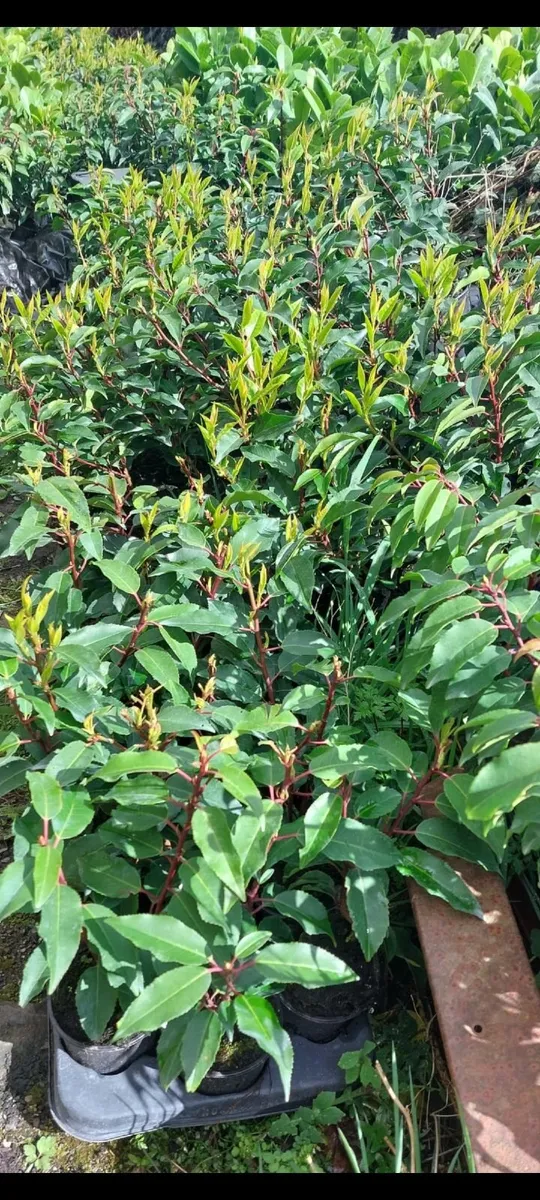 Portuguese Laurel - Image 1