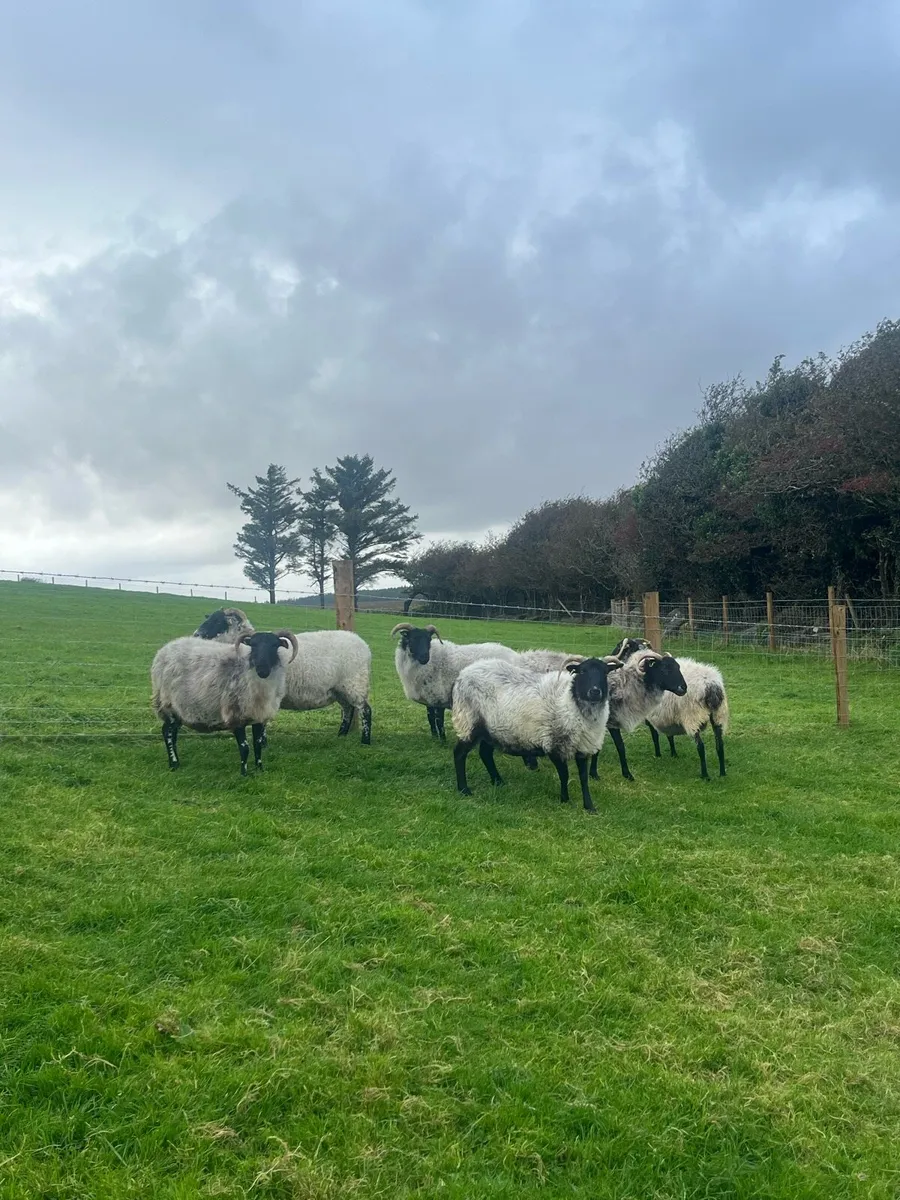 6 Blackface Ewes - Image 1