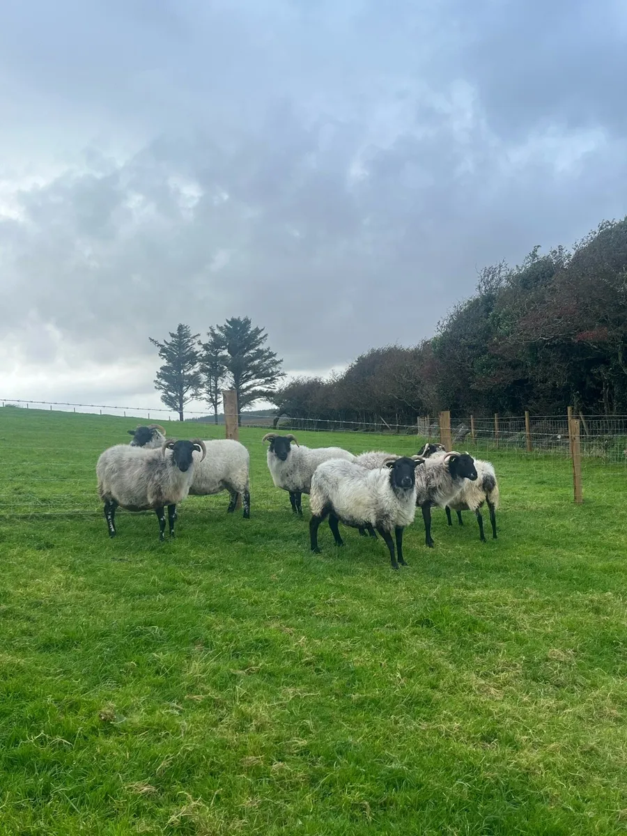 6 Blackface Ewes - Image 2