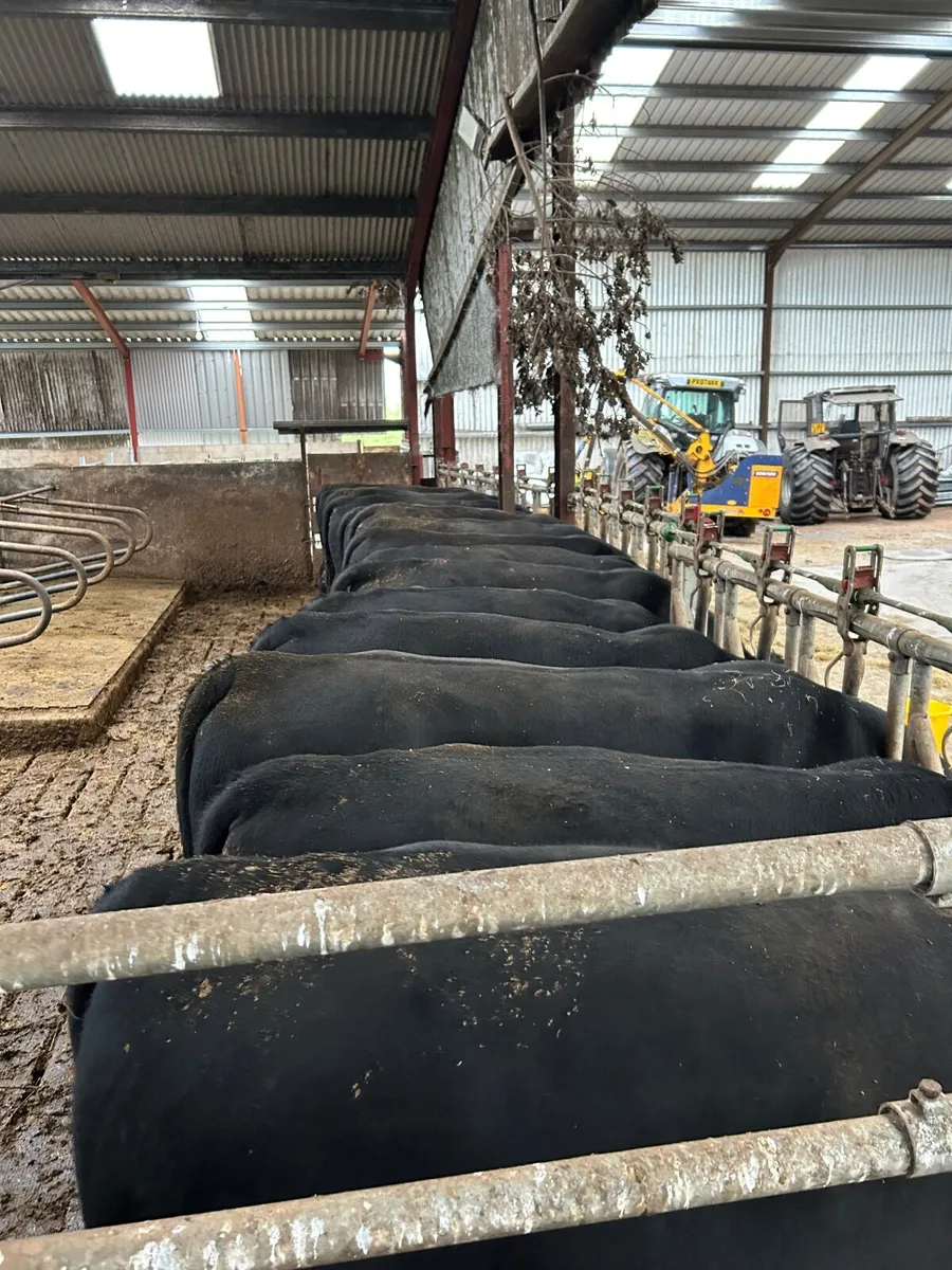 Pedigree Aberdeen Angus bulls - Image 4