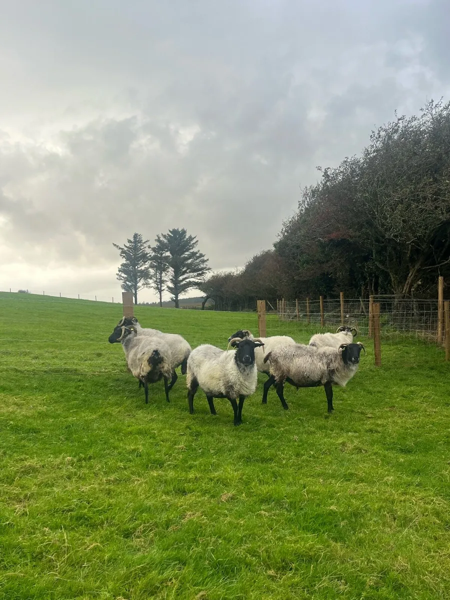 6 Blackface Ewes - Image 3