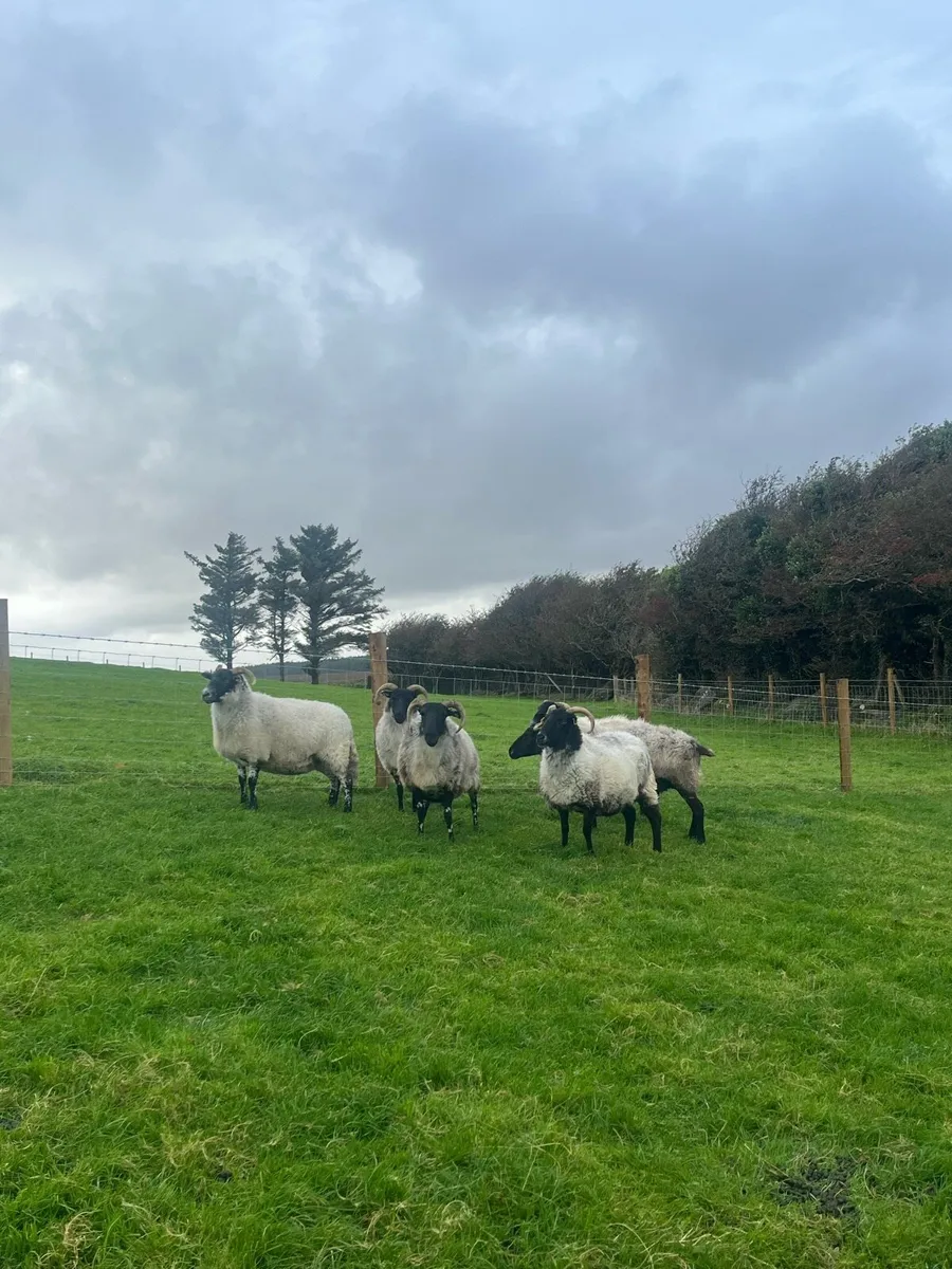 6 Blackface Ewes - Image 4