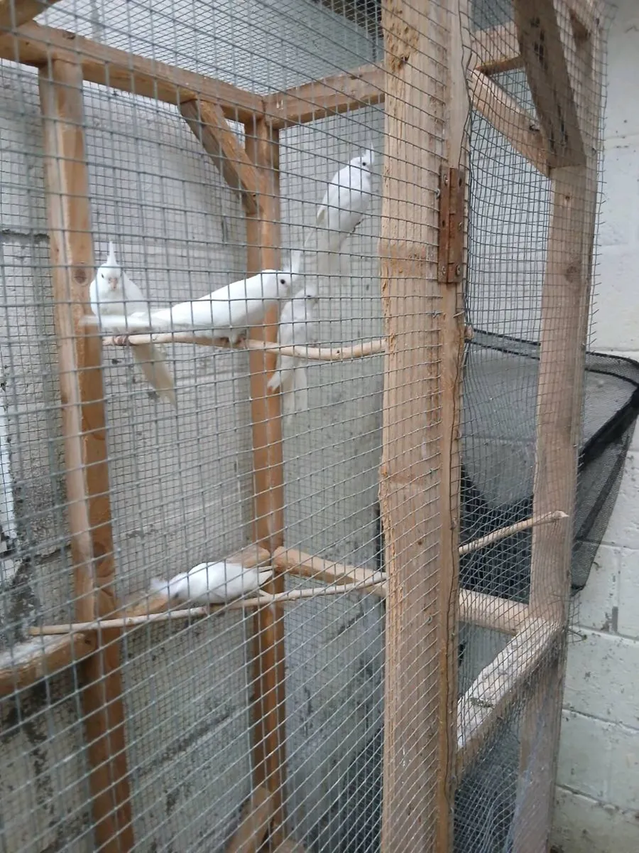 Birds - Image 1