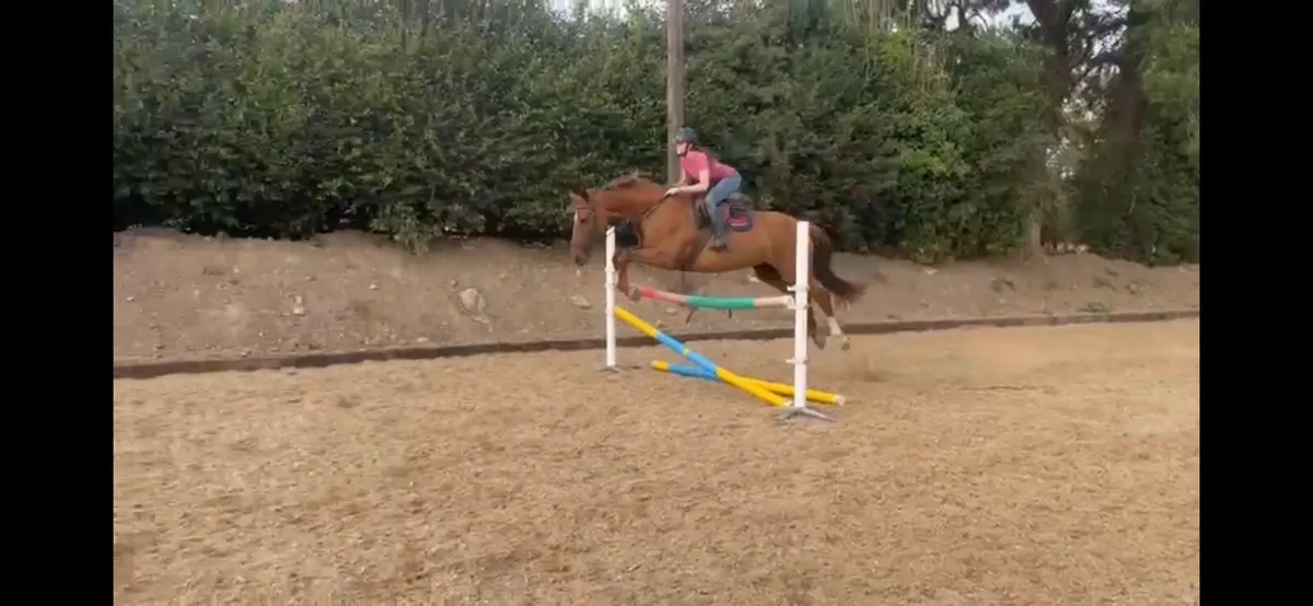16.2 Irish Sport Horse - Image 2