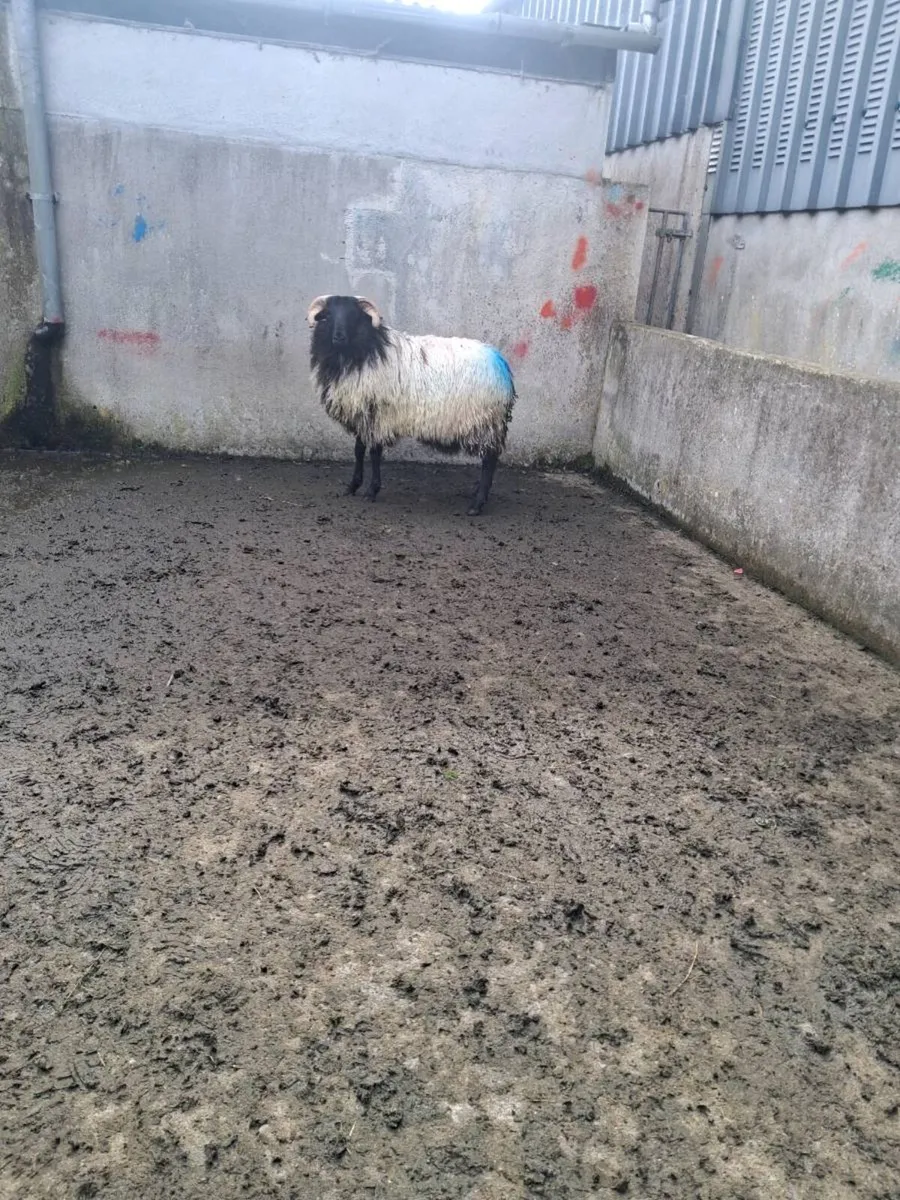 Ram - Image 1