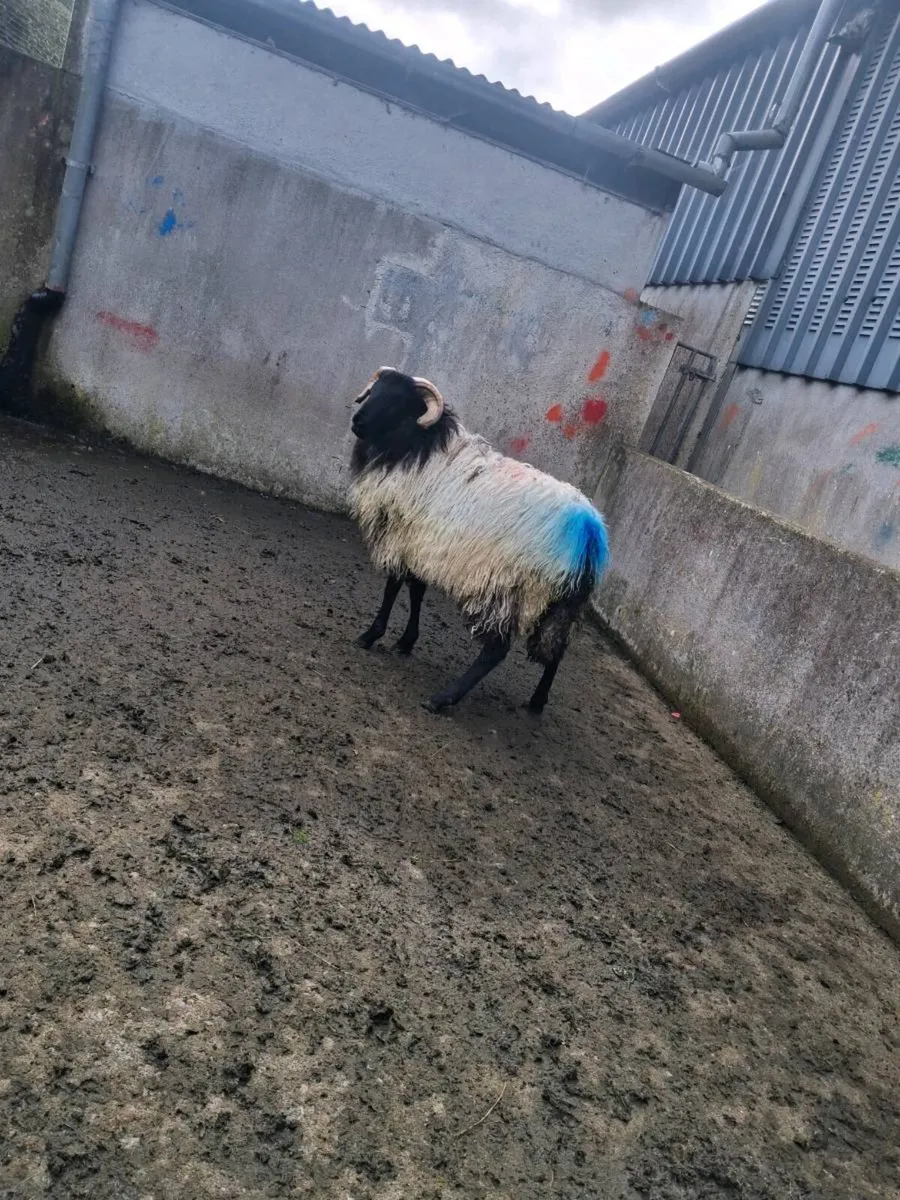 Ram - Image 2