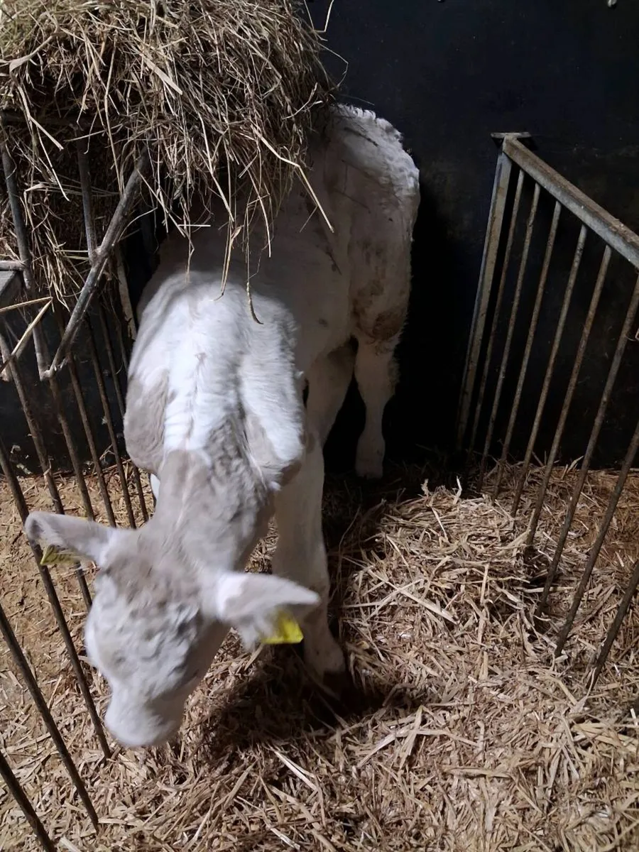 Charolais calves for sale - Image 1
