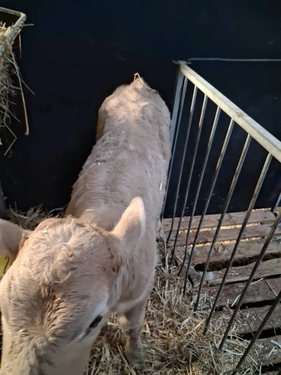 Charolais calves for sale - Image 2