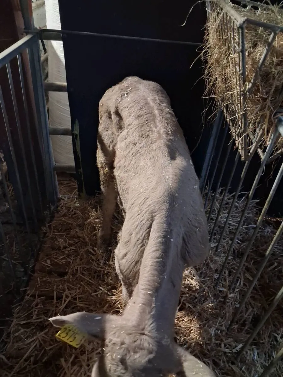 Charolais calves for sale - Image 3