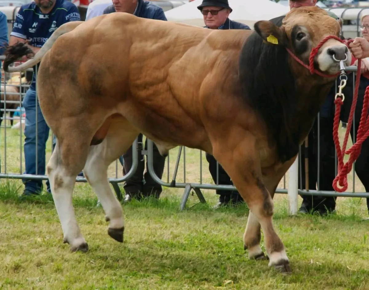 Parthenaise Bull - Image 1